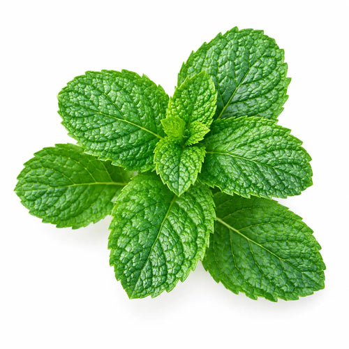 Fresh Mint powder